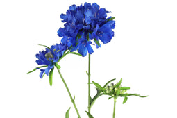 Countryfield - Scabiosa blauw