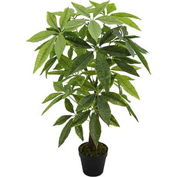 Buitengewoon de Boet - Money plant 90 cm