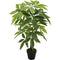 Buitengewoon de Boet - Money plant 90 cm
