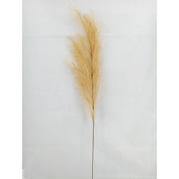 Buitengewoon de Boet - Pampas gras 130cm naturel