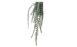 Emerald - Cactus epiphyllum l90 groen header