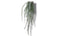 Emerald - Cactus epiphyllum l90 groen header