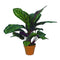 Buitengewoon de Boet - Calathea veitchiane 55 cm