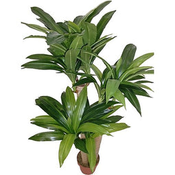 Buitengewoon de Boet - Dracaena 125 cm