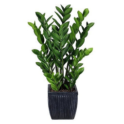 Buitengewoon de Boet - Zamioculcas 80 cm