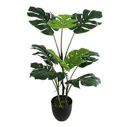 Buitengewoon de Boet - Monstera 75 cm