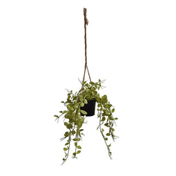 Jasaco - Hangplant in pot h35 cm licht groen