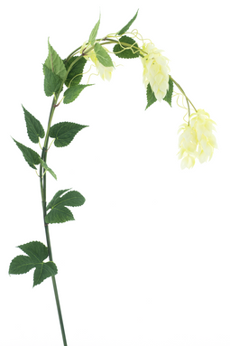 Nova Nature - Hop flower spray cream 140 cm kunstbloem