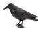 Red Eagle Raven for Bird Defence