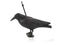 Red Eagle Raven for Bird Defence