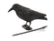 Red Eagle Raven for Bird Defence