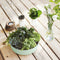 Saladekom Luminarc Diwali Paradise Groen Glas 22 cm (6 Stuks)