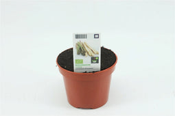 Tuin Op Tafel - Asperge