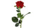 Countryfield - Rosa rood