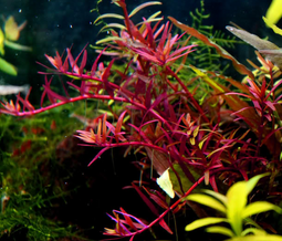 Aquadistri - Eg rotala sp colorata nr105