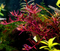 Aquadistri - Eg rotala sp colorata nr105
