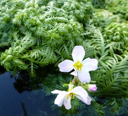 Aquadistri - Eg hottonia palustris nr49