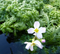 Aquadistri - Eg hottonia palustris nr49
