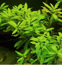 Aquadistri - Eg hygrophila polysperma nr55