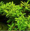 Aquadistri - Eg hygrophila polysperma nr55