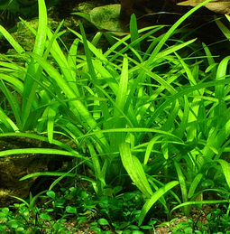 Aquadistri - Eg sagittaria subulata nr109