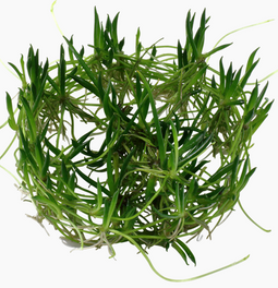 Aquadistri - Eg littorella uniflora nr65