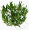 Aquadistri - Eg littorella uniflora nr65