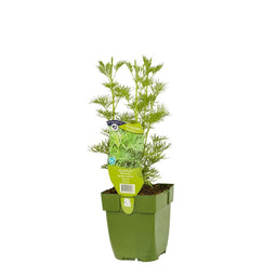 Griffioen - Citroenkruid Artemisia abrotanum