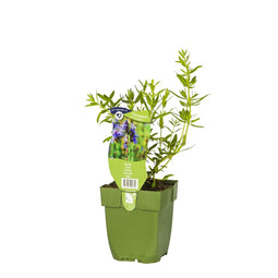 Griffioen - Hyssopus officinalis kruid