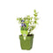 Griffioen - Hyssopus officinalis kruid