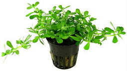 Aquadistri - Eg bacopa monnieri nt9