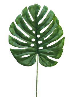 Nova Nature - (Best) Monstera leaf Futura small 46cm green