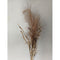 Buitengewoon de boet - Pampas gras bosje met blad 75cm -bruin