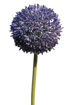 Nova Nature - Allium globemaster lavender large 68 cm kunstbloem