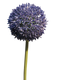Nova Nature - Allium globemaster lavender large 68 cm kunstbloem