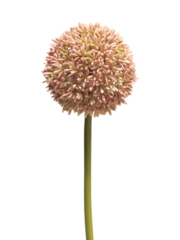 Nova Nature - Allium globemaster pink large 68 cm kunstbloem