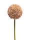 Nova Nature - Allium globemaster pink large 68 cm kunstbloem
