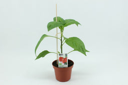 Tuin Op Tafel - Paprika Rood (12 cm pot)