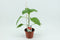 Tuin Op Tafel - Paprika Rood (12 cm pot)