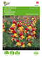 Buzzy - Zaden antirrhinum leeuwenbekje mango twist 0.05 gram