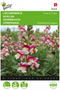 Buzzy - Zaden antirrhinum leeuwenbekje cherry twist 0.05 gram