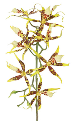 Driesprong Collection - Spiderorchidee brassia met 9 bloemen & 2 plastic knoppen kunstbloem zijde...