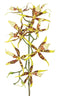Driesprong Collection - Spiderorchidee brassia met 9 bloemen & 2 plastic knoppen kunstbloem zijde...