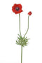 Louis Maes - Anemoon steel l60 cm rood kunstbloem zijde nepbloem