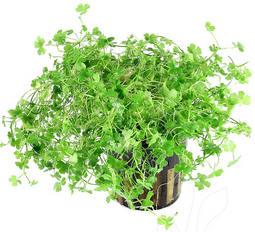 Aquadistri - Eg hydrocotyle tripartita nr51