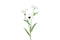 Decostar - Anemone wit kunstbloem zijde nepbloem