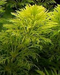 Aquadistri - Eg limnophila heterophylla nr63