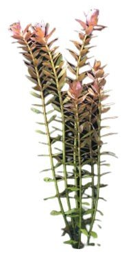 Aquadistri - Eg rotala rotundifolia nr103