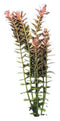 Aquadistri - Eg rotala rotundifolia nr103