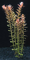 Aquadistri - Eg rotala rotundifolia nr103